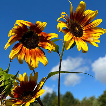 Latest News from Saints Peter and Paul Lutheran Church in Riverside, IL