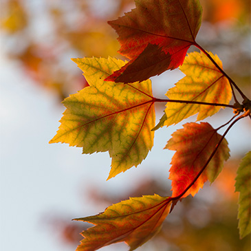 Latest News from Saints Peter and Paul Lutheran Church in Riverside, IL